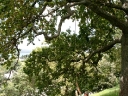 auckland (15)